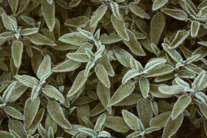 Sage Green: The Colour Taking Over UK Wardrobes in 2026